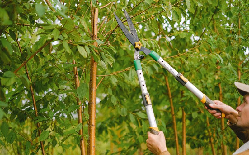 Tree trimming in Nunica, MI