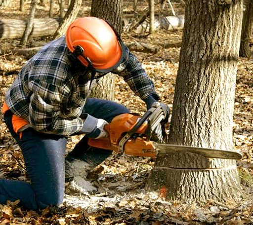 Tree Removal in Nunica, MI